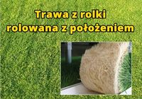 Trawa z rolki, rolowana z położeniem... OGłOSZENIA Bazarok.pl